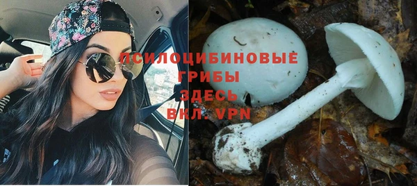 apvp Аркадак